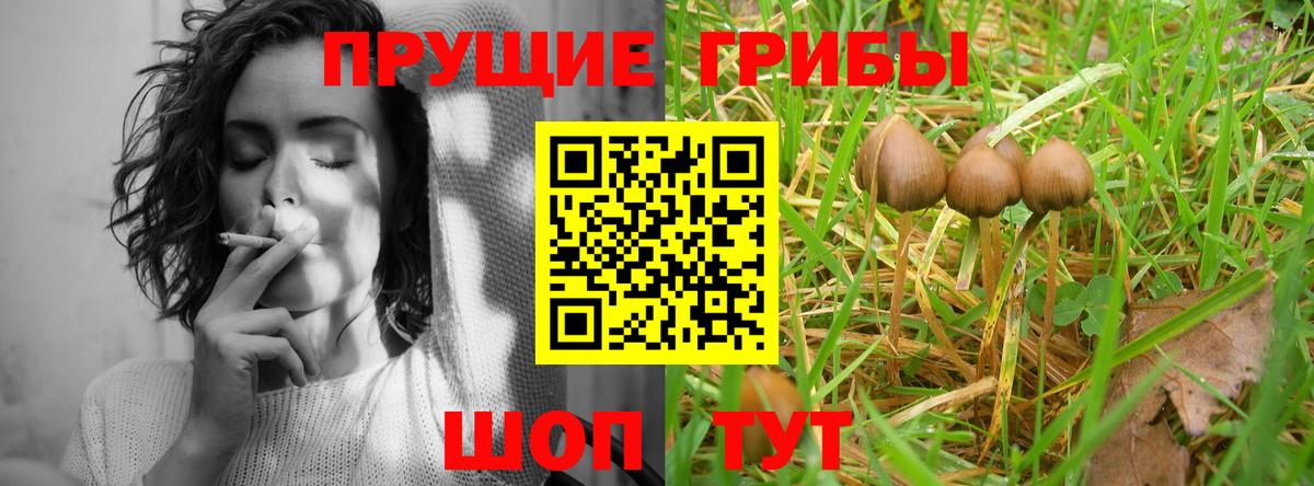 Псилоцибиновые грибы мицелий Ялуторовск